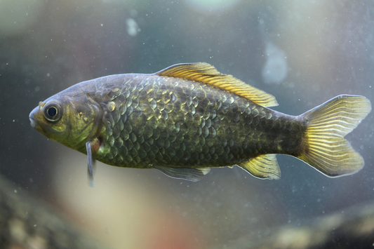 Les meilleurs poissons pour un aquarium d’eau douce